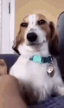Discover and Share the best <b>GIFs</b> on Tenor. . Dog smirk gif